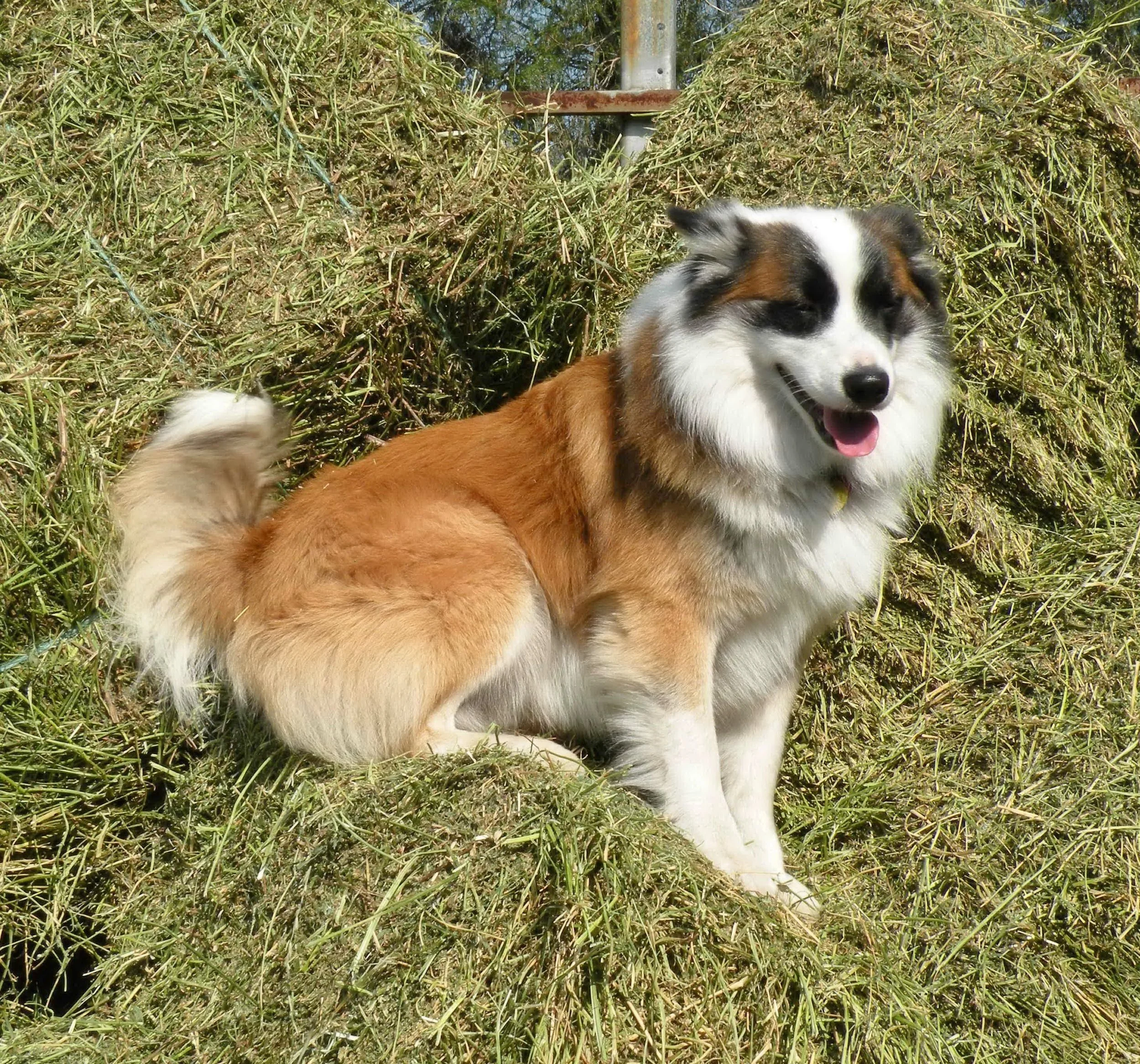 Foothills Laki — Crossbreeze Farm